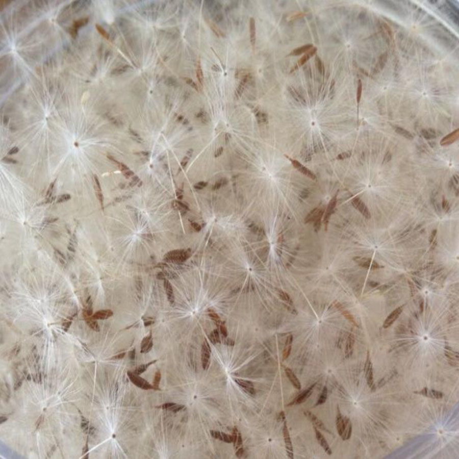 Mini White Dried Dandelion Flo - Jewelry Making 3 Year Old avaliação e preço